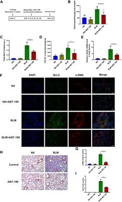 Therapeutic Effects of the Bcl-2 Inhibitor on Bleomycin-induced Pulmonary Fibrosis in Mice